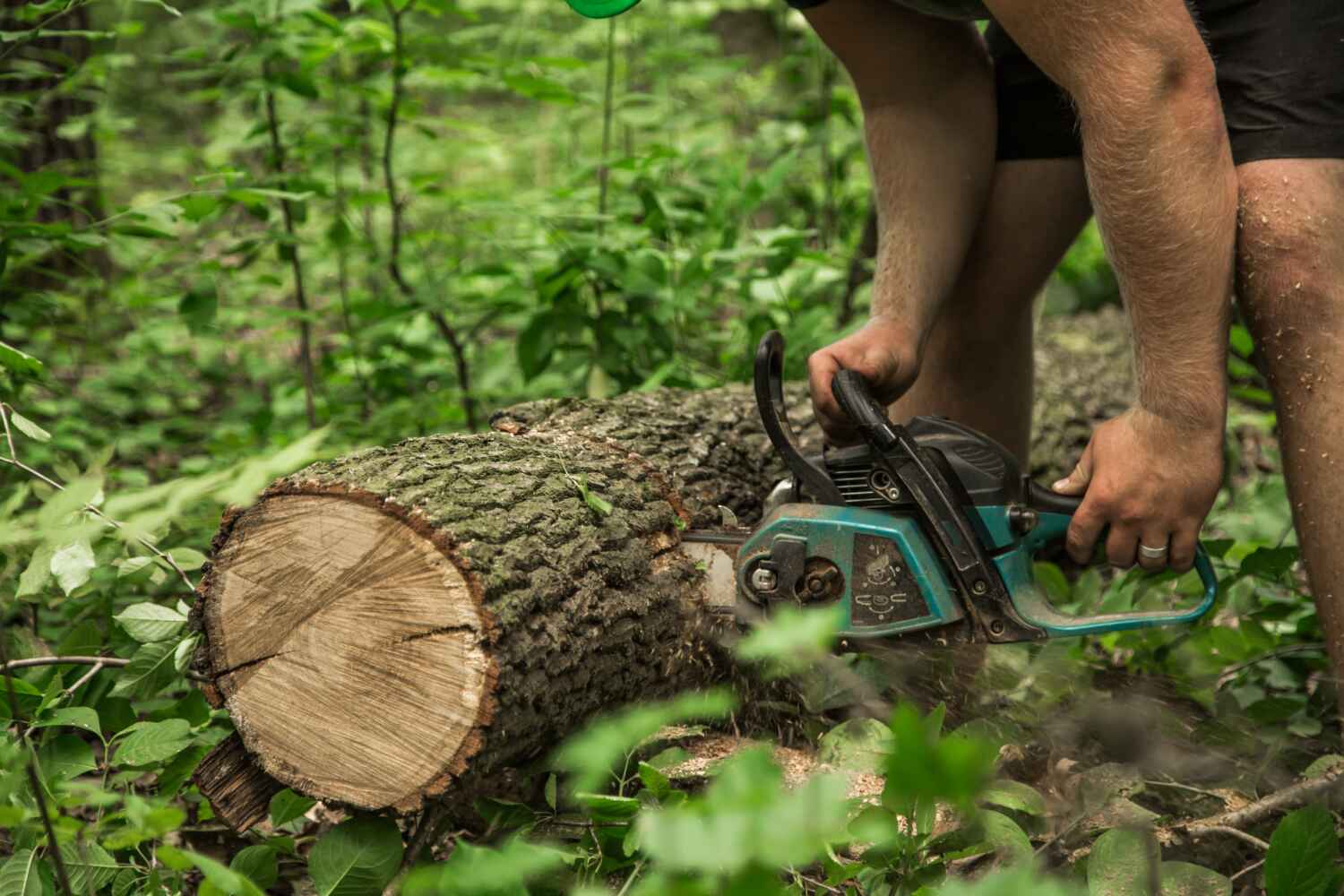 Residential Tree Removal in Smyrna, GA